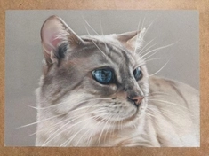 Портрет кота. Сухая пастель. Размер 30 см на 40 см.