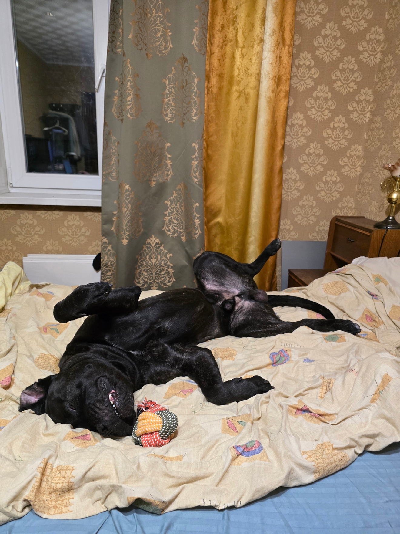 Кане-корсо нежится на передержке на территории догситтера.