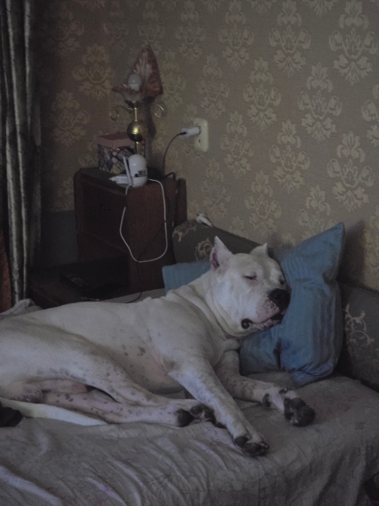 Аргентинский дог на передержке на территории специалиста.