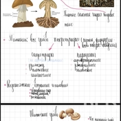 Ботаника 🍄‍🟫🍃🌿 — один из самых «о, неет» разделов биологии у деток. Ботаника требует усидчивости, терпения и, к сожалению, зубрёжки 🫣 Стараюсь скрасить ваши «муки» яркими конспектами, а иногда и игрой «Угадай букву», если речь о моём бумажном варианте.
