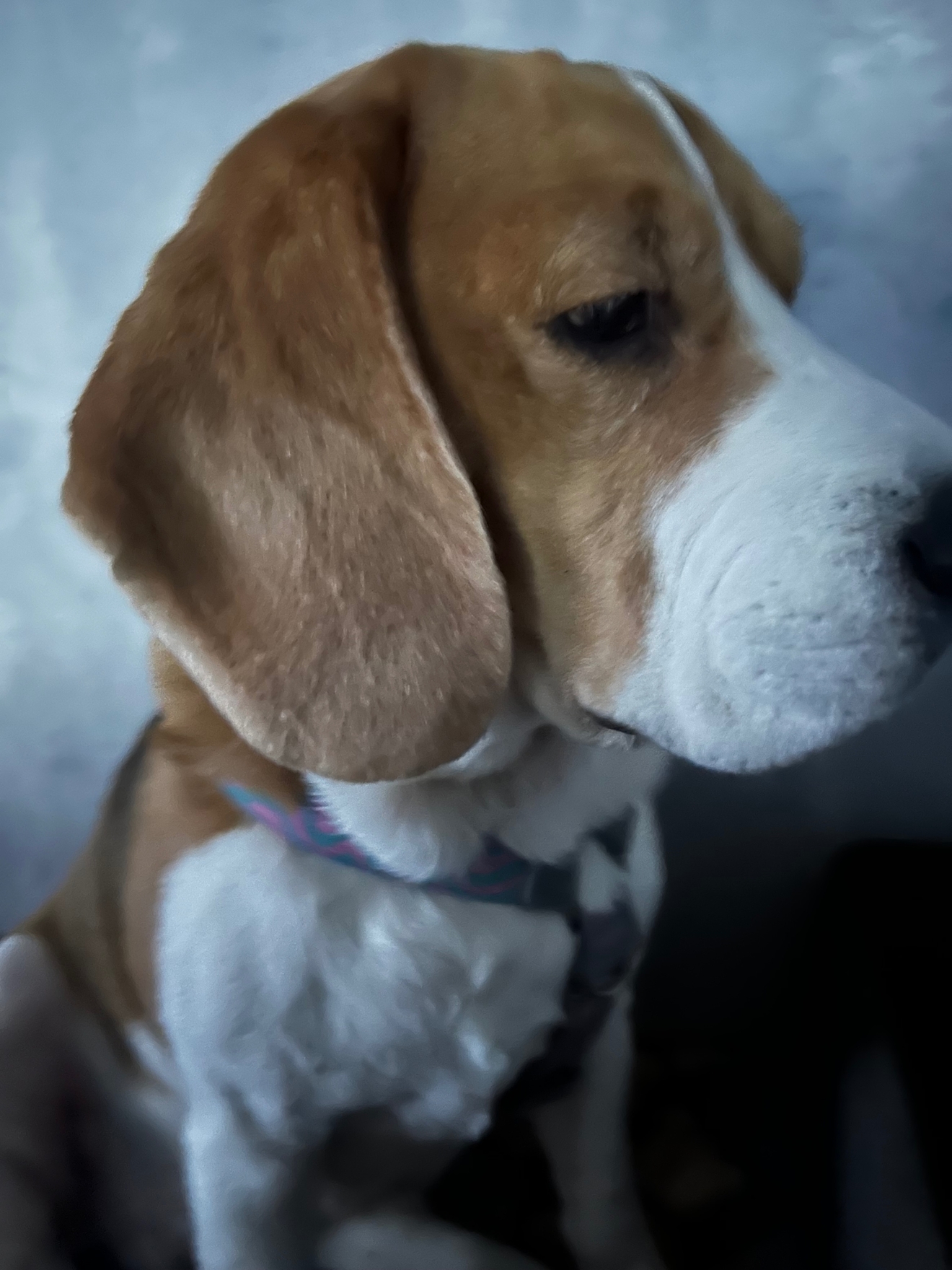 Собака породы бигль. По характеру спокойная, ласковая, на улице необходимо быть внимательным, так как любит подбирать с земли. Знает и выполняет команды.