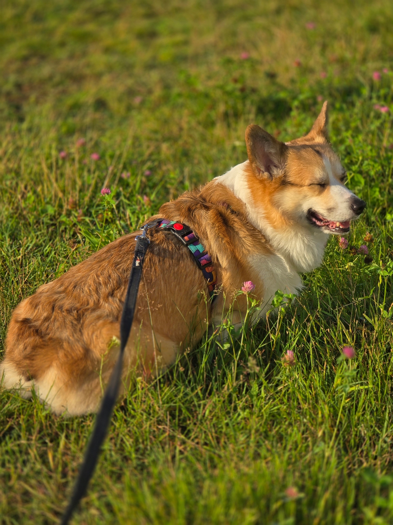 Вельш корги на выгуле с зооситтером, наслаждается солнцем.