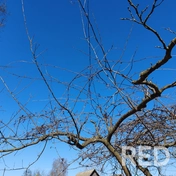 Выполнена весенняя обрезка плодовых деревьев с использованием садового вара для обработки спилов.