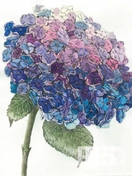 Графическая работа выполнена акварелью, передавая нежность и прозрачность цветочных лепестков гортензии.
Основная тема — цветы, прорисованные с акцентом на естественные оттенки и светотень.