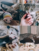 Знакомые родных мне оставляли кошку на 6 месяцев, когда готовили документы на переезд в другую страну, но не находились в стране) Делала красивые фото и видео и заботилась о питомце, а так же занималась документами и поездками в клинику).