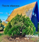 Использовали профессиональные садовые ножницы и пилу для обрезки ветвей. Аккуратно удалили сухие и поврежденные части деревьев. Работа выполнена с учетом сезонных особенностей для сохранения здоровья растений.
