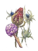 Акварельная графика с изображением цветов выполнена в мягкой цветовой гамме, передающей объём и текстуру лепестков и листьев.
Использованы цветочные композиции, подчёркнутые техникой акварели, с акцентом на детали и естественные оттенки.