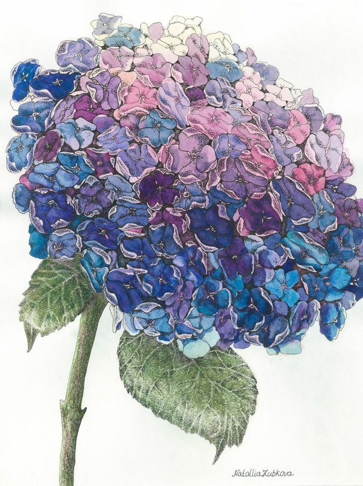 Графика акварелью. Тема цветы, цветочные композиции.