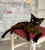 Домашняя передержка кота Сэма породы бурма.