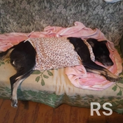 Процедура заняла 1 час.
Использовались стерильные нитки ПГА.
Шов в районе 2 см.
Заживление около недели.