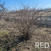 Проведена весенняя обрезка крыжовника с обработкой спилов садовым варом, что способствует здоровому росту и повышению урожайности кустарника.