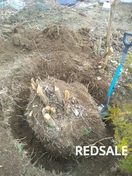 корчевание пней деревьев кустов вручную с минимум вакханалии на вашем участке