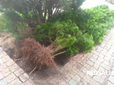 корчевка посадка пересадка деревьев кустов и и ных растений