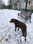 Собака породы лабрадор на выгуле в сквере.